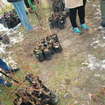 Első Kecskeméti Miyawaki ültetése - Az Ötszögletű minierdő